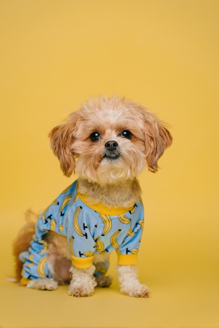 Cachorro fofo da PetMania
