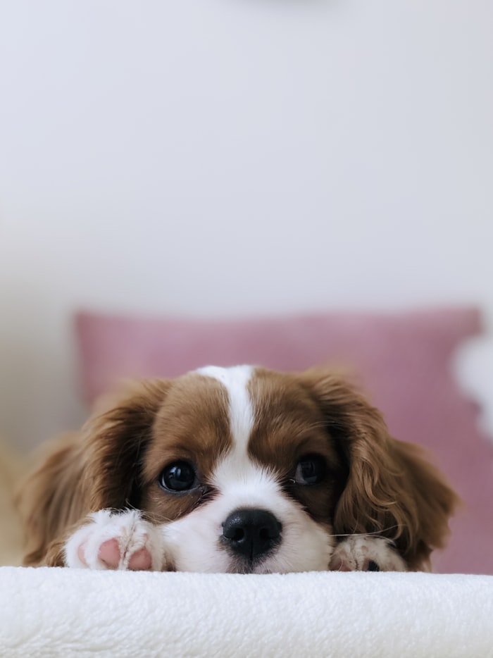 Cachorro feliz