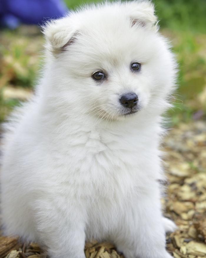 Cachorro cuidado